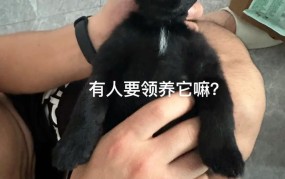 如何免费领养宠物狗？有哪些途径？